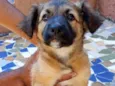 Gordo