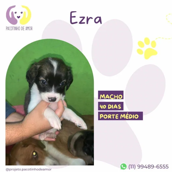 Cachorro ra a SRD-ViraLata idade Abaixo de 2 meses nome Ezra
