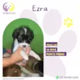 Ezra