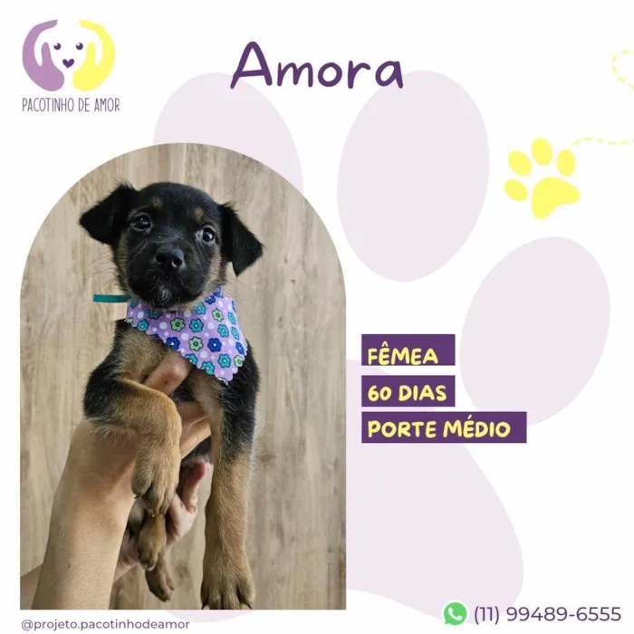 Cachorro ra a SRD-ViraLata idade 2 a 6 meses nome Amora 