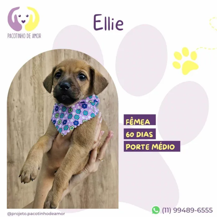 Cachorro ra a SRD-ViraLata idade 2 a 6 meses nome Ellie 