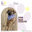 Ellie