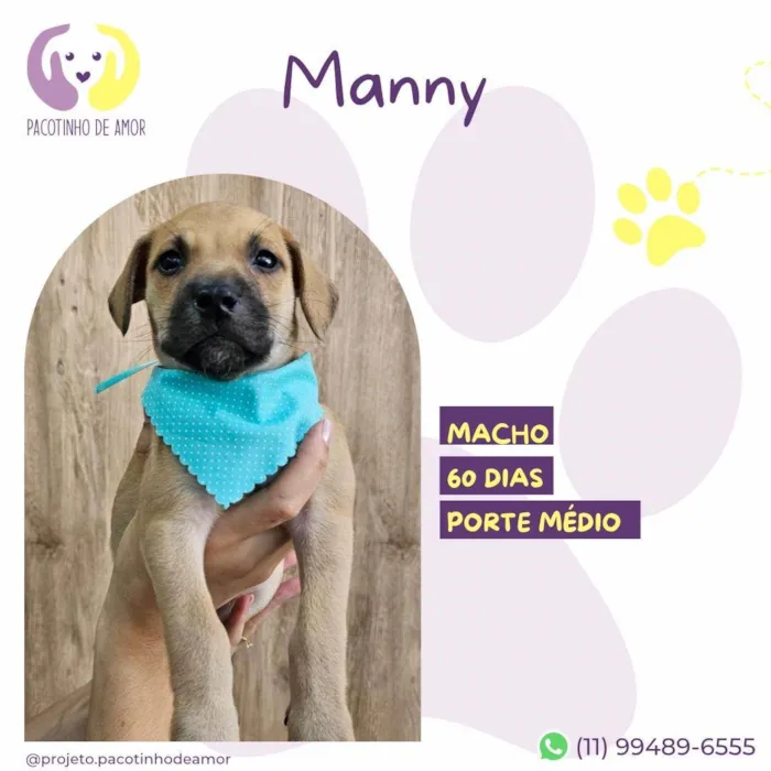 Cachorro ra a SRD-ViraLata idade 2 a 6 meses nome Manny