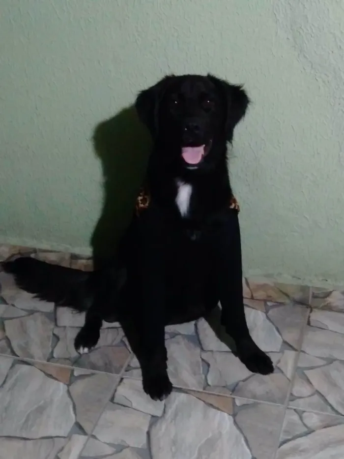 Cachorro ra a SRD-ViraLata idade 4 anos nome Paçoca 
