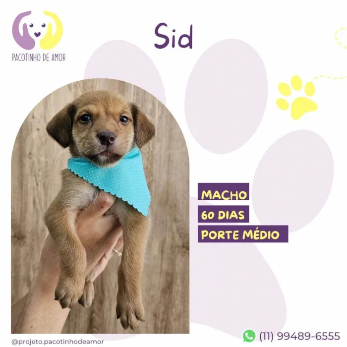 Cachorro ra a SRD-ViraLata idade 2 a 6 meses nome Sid 