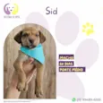 Sid