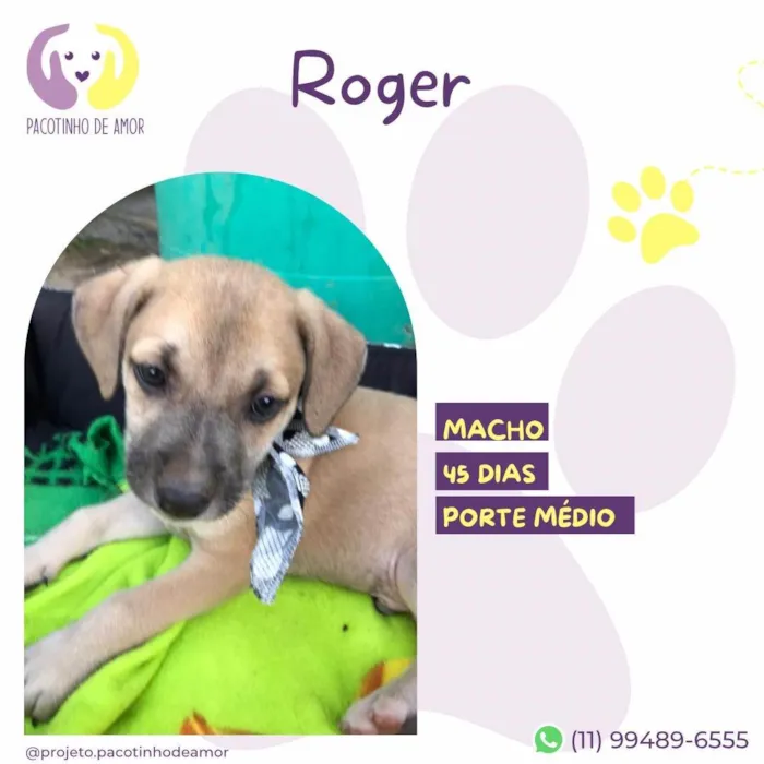 Cachorro ra a SRD-ViraLata idade Abaixo de 2 meses nome Roger