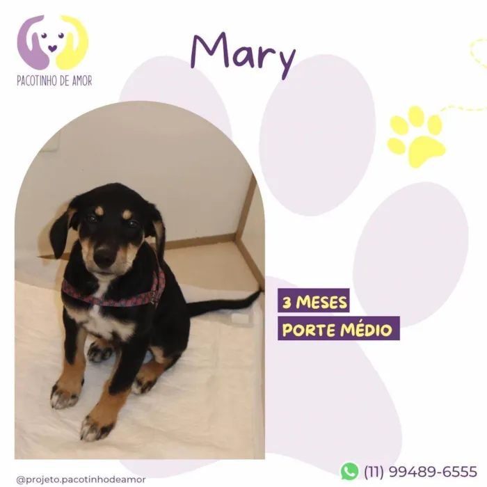 Cachorro ra a SRD-ViraLata idade 2 a 6 meses nome Mary