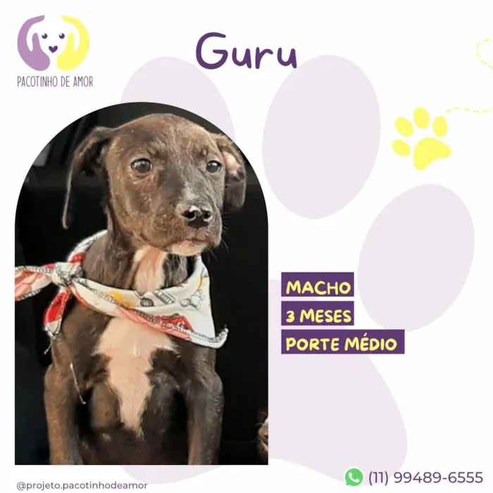 Cachorro ra a SRD-ViraLata idade 2 a 6 meses nome Guru