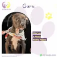Guru