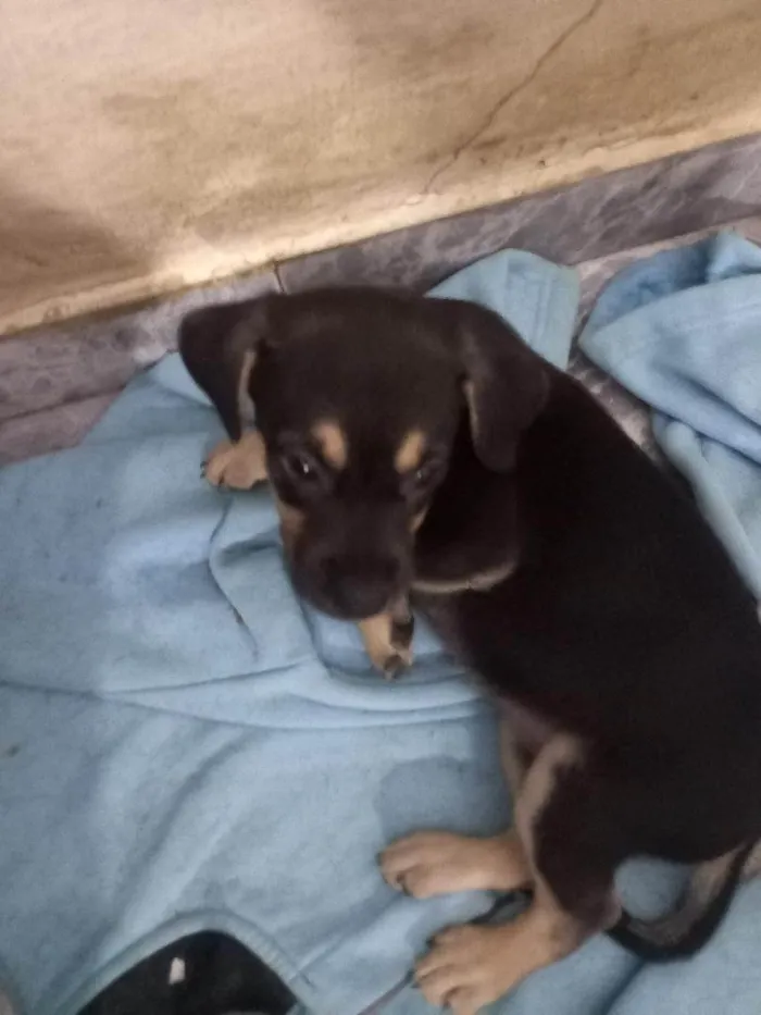 Cachorro ra a Pinscher idade Abaixo de 2 meses nome RINGO