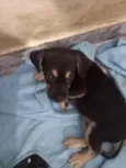 RINGO