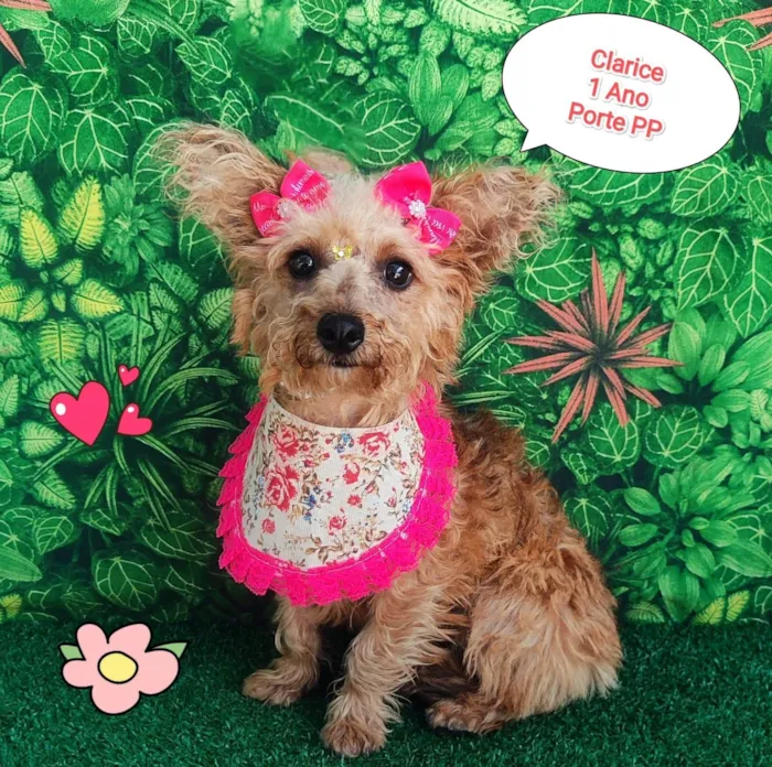 Cachorro ra a SRD-ViraLata idade 1 ano nome clarice 