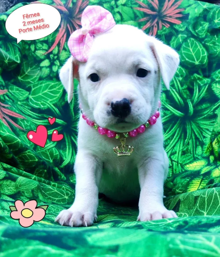 Cachorro ra a SRD-ViraLata idade 2 a 6 meses nome Nina