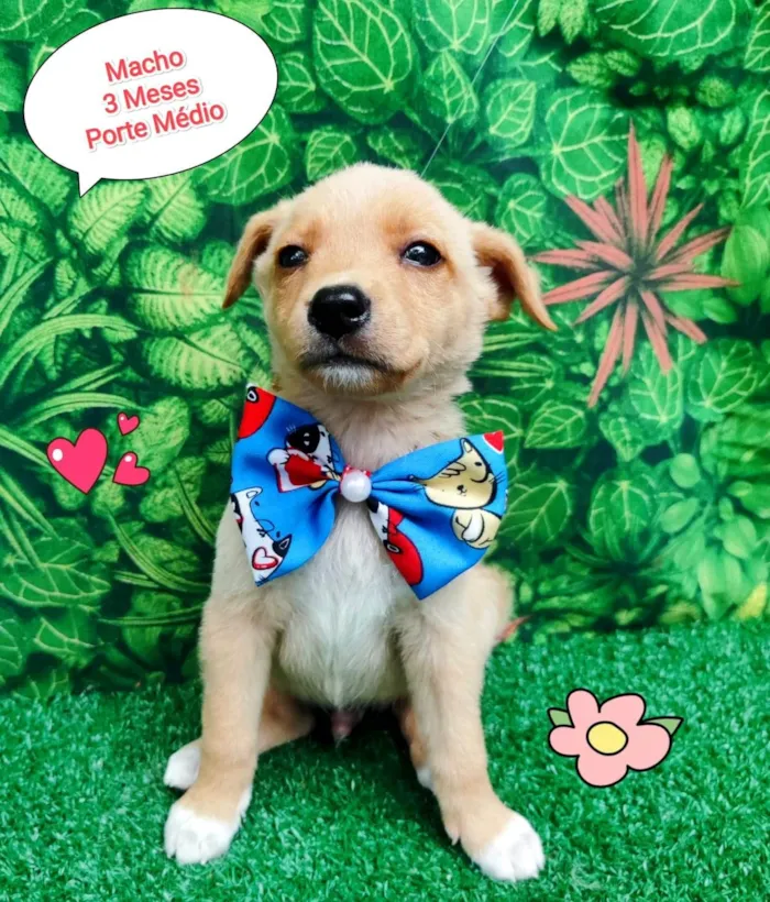 Cachorro ra a SRD-ViraLata idade 2 a 6 meses nome ursinho