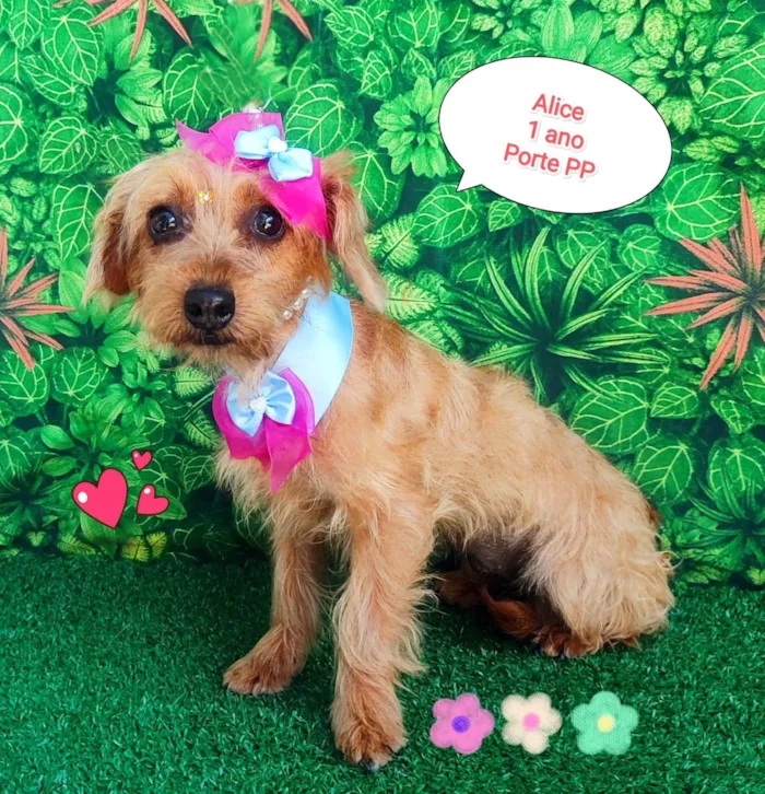 Cachorro ra a SRD-ViraLata idade 1 ano nome alice