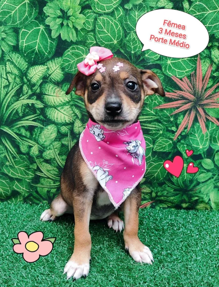 Cachorro ra a SRD-ViraLata idade 2 a 6 meses nome miranda 