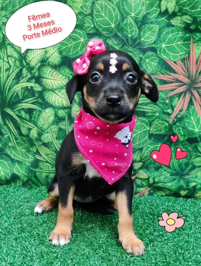 Cachorro ra a SRD-ViraLata idade 2 a 6 meses nome milla