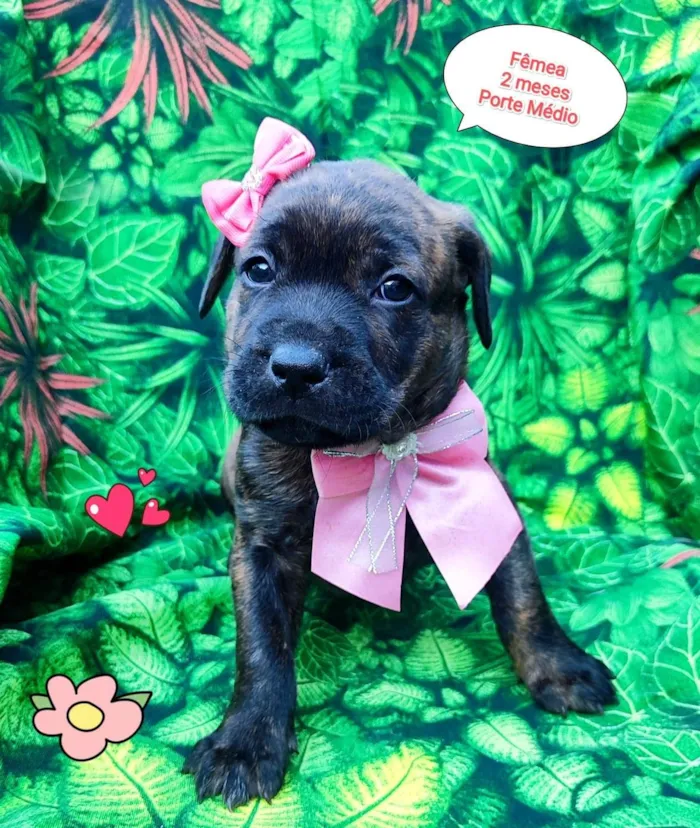 Cachorro ra a SRD-ViraLata idade 2 a 6 meses nome ursula 