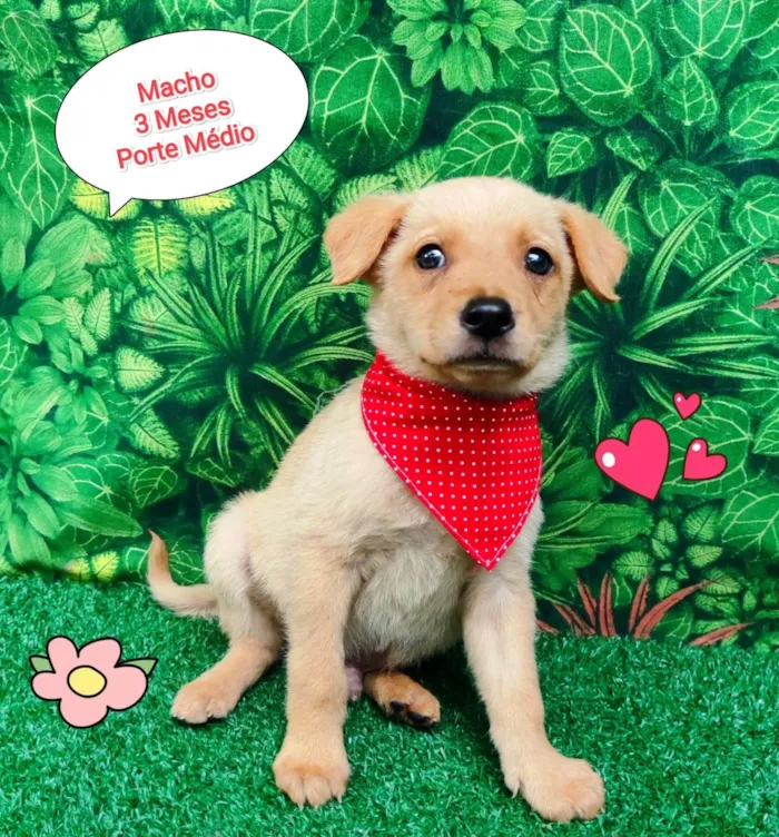 Cachorro ra a SRD-ViraLata idade 2 a 6 meses nome noah