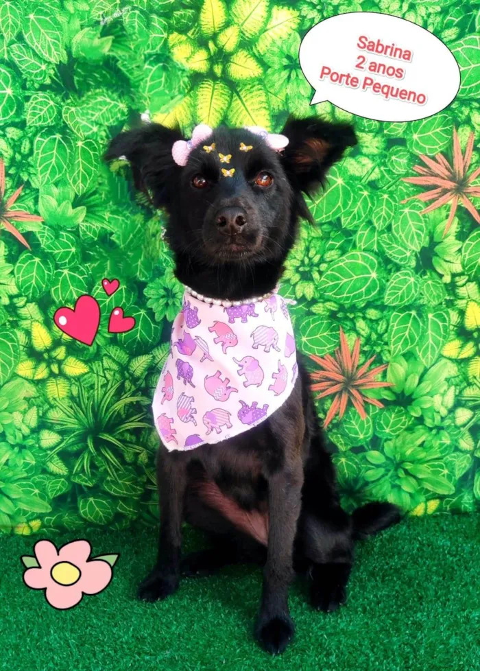 Cachorro ra a SRD-ViraLata idade 2 anos nome sabrina