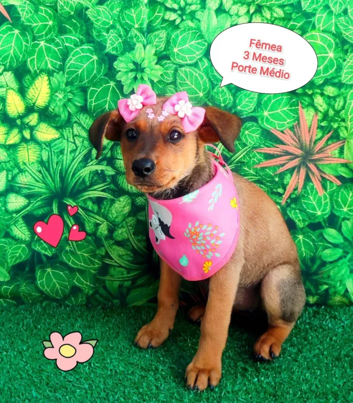 Cachorro ra a SRD-ViraLata idade 2 a 6 meses nome hanna