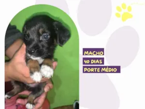 Cachorro raça SRD-ViraLata idade Abaixo de 2 meses nome Noel