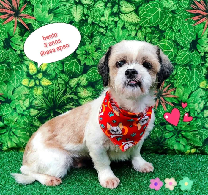 Cachorro ra a Lhasa Apso idade 2 anos nome bento