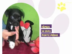 Cachorro raça SRD-ViraLata idade Abaixo de 2 meses nome Hanna