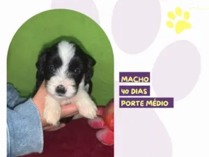 Cachorro raça SRD-ViraLata idade Abaixo de 2 meses nome Caleb 