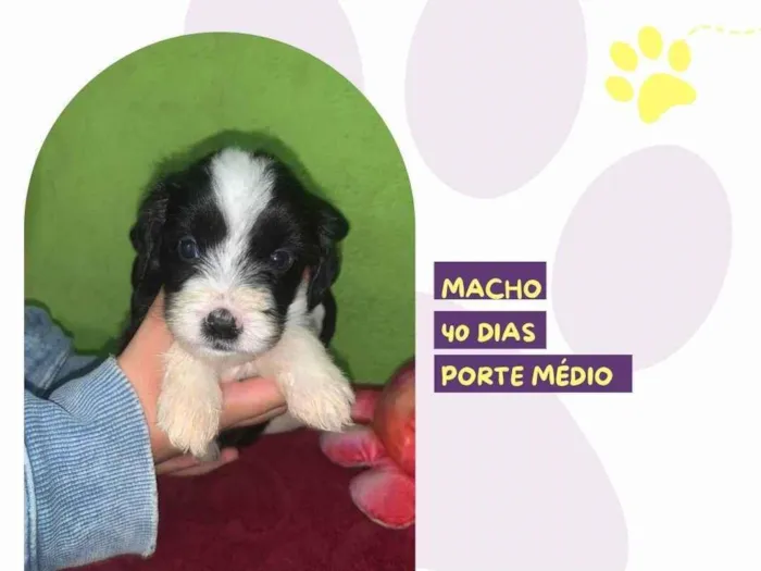 Cachorro ra a SRD-ViraLata idade Abaixo de 2 meses nome Caleb 