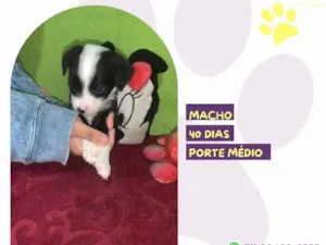 Cachorro raça SRD-ViraLata idade Abaixo de 2 meses nome Toby