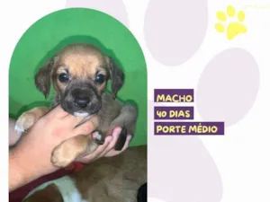 Cachorro raça SRD-ViraLata idade Abaixo de 2 meses nome Jason