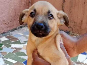 Cachorro raça SRD-ViraLata idade Abaixo de 2 meses nome Caramelo