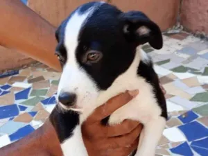 Cachorro raça SRD-ViraLata idade Abaixo de 2 meses nome Sem Nome