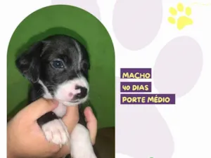 Cachorro raça SRD-ViraLata idade Abaixo de 2 meses nome Ian 