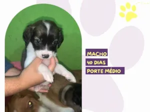 Cachorro raça SRD-ViraLata idade Abaixo de 2 meses nome Ezra