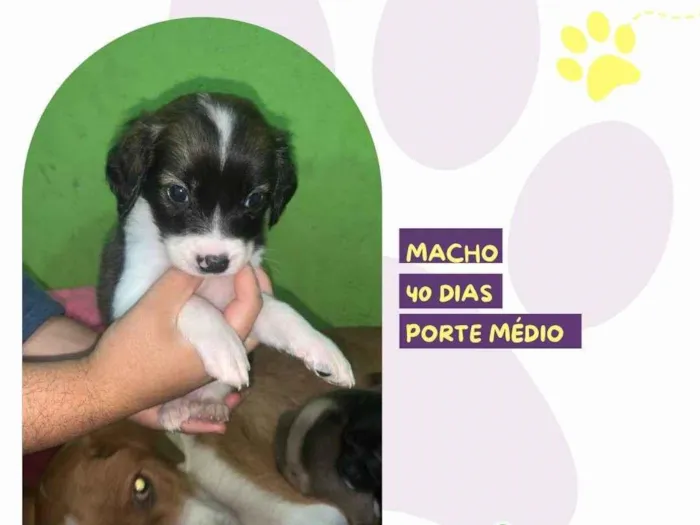 Cachorro ra a SRD-ViraLata idade Abaixo de 2 meses nome Ezra