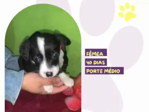 Cachorro raça SRD-ViraLata idade Abaixo de 2 meses nome Emily 