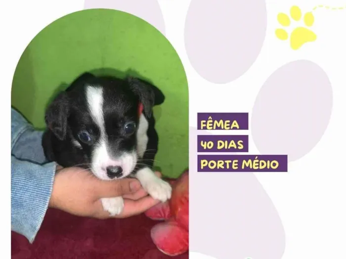 Cachorro ra a SRD-ViraLata idade Abaixo de 2 meses nome Emily 