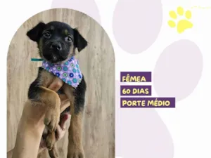 Cachorro raça SRD-ViraLata idade 2 a 6 meses nome Amora 