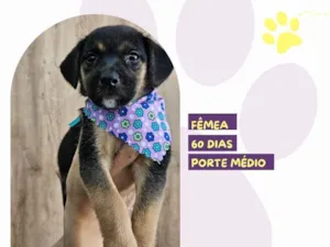 Cachorro raça SRD-ViraLata idade 2 a 6 meses nome Brooke