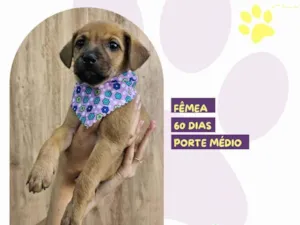 Cachorro raça SRD-ViraLata idade 2 a 6 meses nome Ellie 