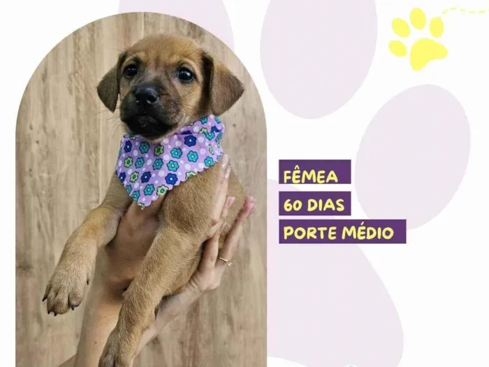 Cachorro ra a SRD-ViraLata idade 2 a 6 meses nome Ellie 