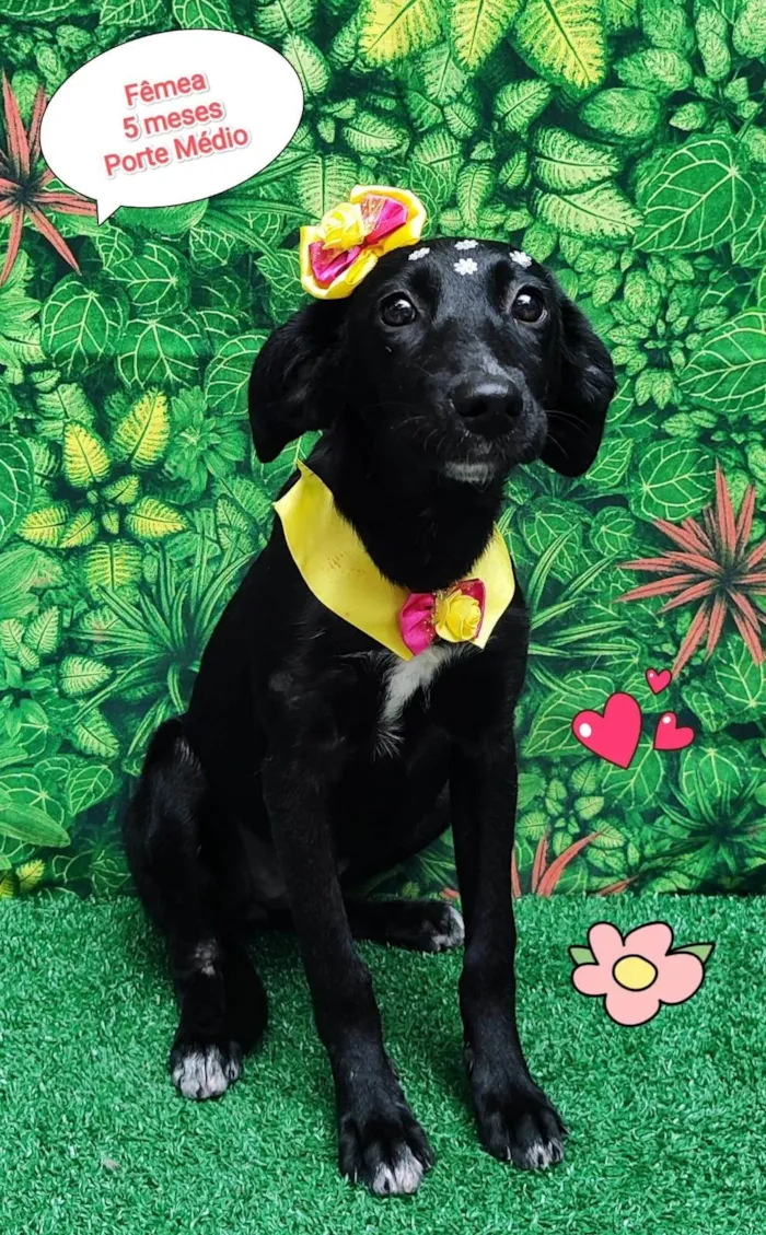 Cachorro ra a SRD-ViraLata idade 7 a 11 meses nome akira