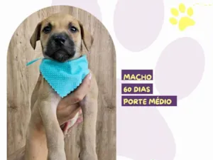 Cachorro raça SRD-ViraLata idade 2 a 6 meses nome Manny