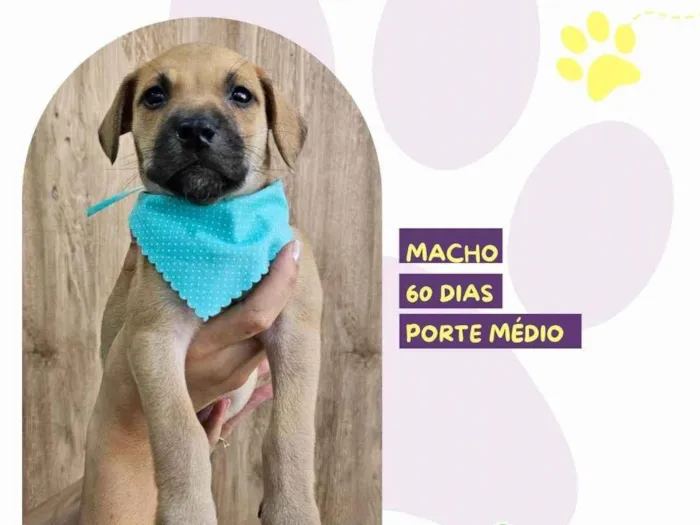 Cachorro ra a SRD-ViraLata idade 2 a 6 meses nome Manny