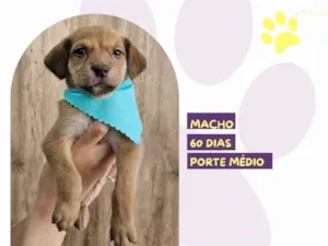 Cachorro raça SRD-ViraLata idade 2 a 6 meses nome Sid 