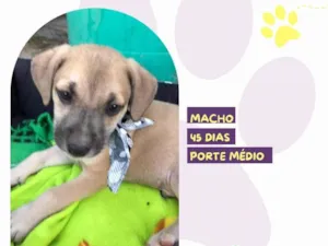 Cachorro raça SRD-ViraLata idade Abaixo de 2 meses nome Roger