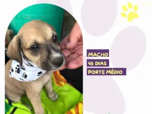 Cachorro raça SRD-ViraLata idade Abaixo de 2 meses nome Mike